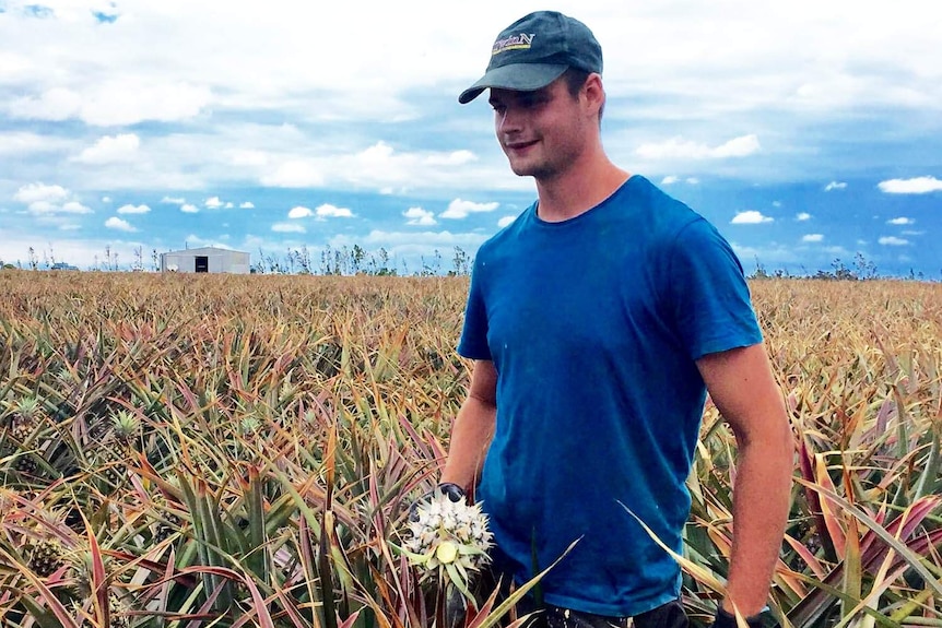 Backpacker Chris Armstrong picking pineapples