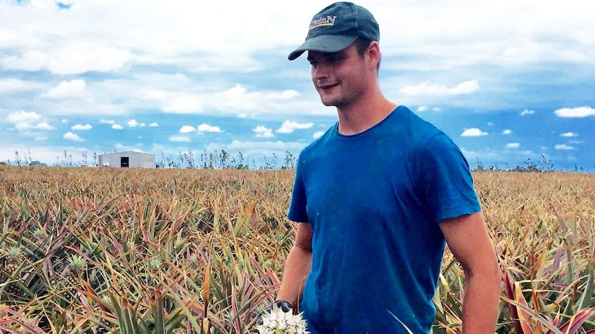 Backpacker Chris Armstrong picking pineapples