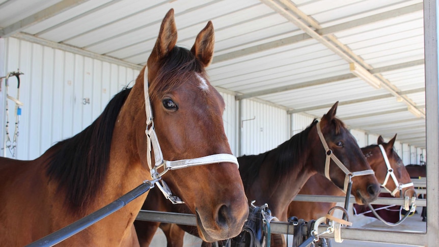 Horses in stalls at Wagga Wagga ahead of a race.