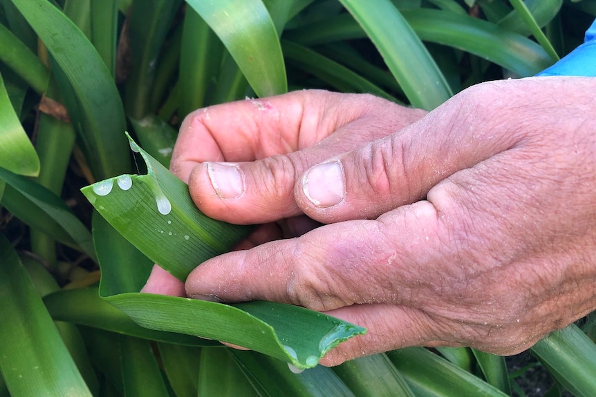 Two hands hold up a broken agapanthus leaf toward the camera. A thick, white, opaque mucous drips from where the leaf is broken.