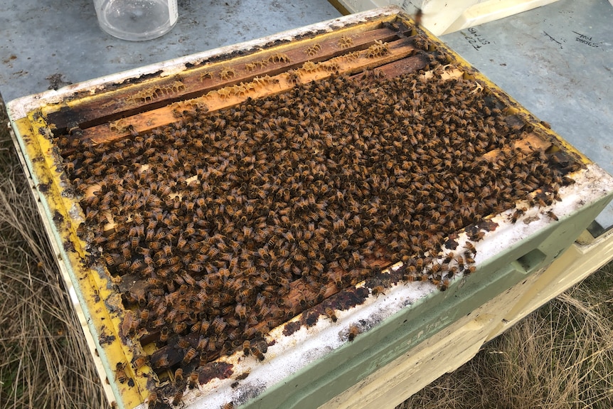 bees in a bee hive