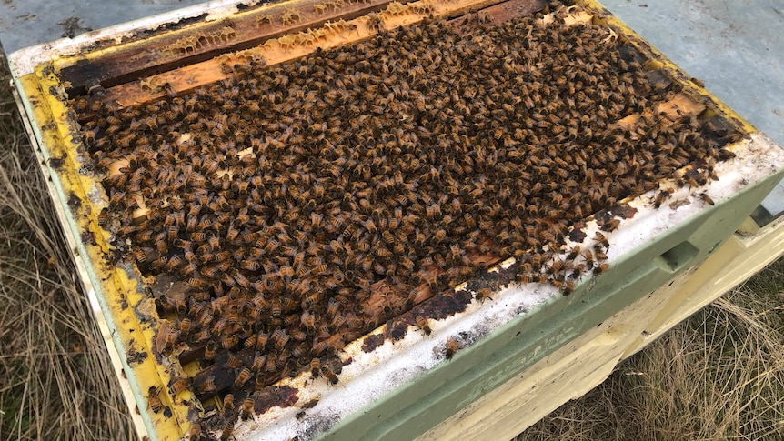 Bees in a bee hive.