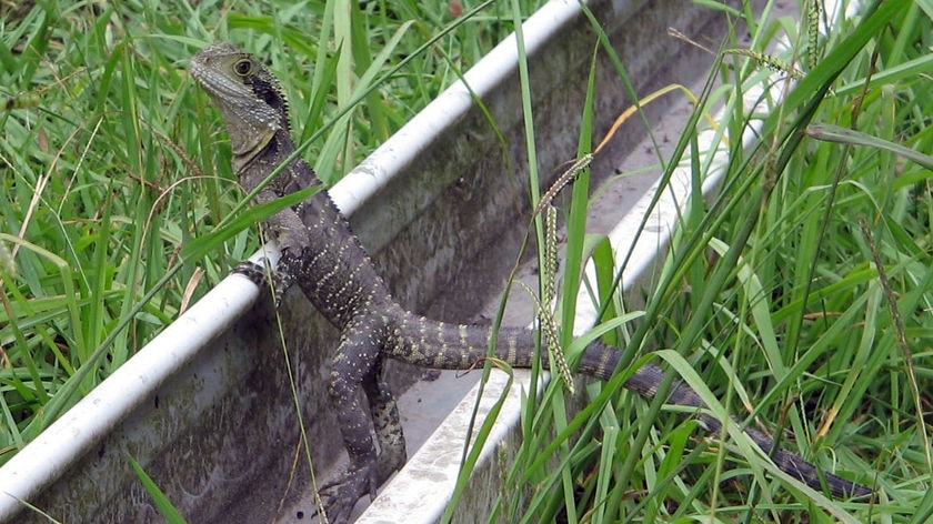 A water dragon perches on a piece of guttering