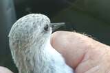 A little bird in a person's hand