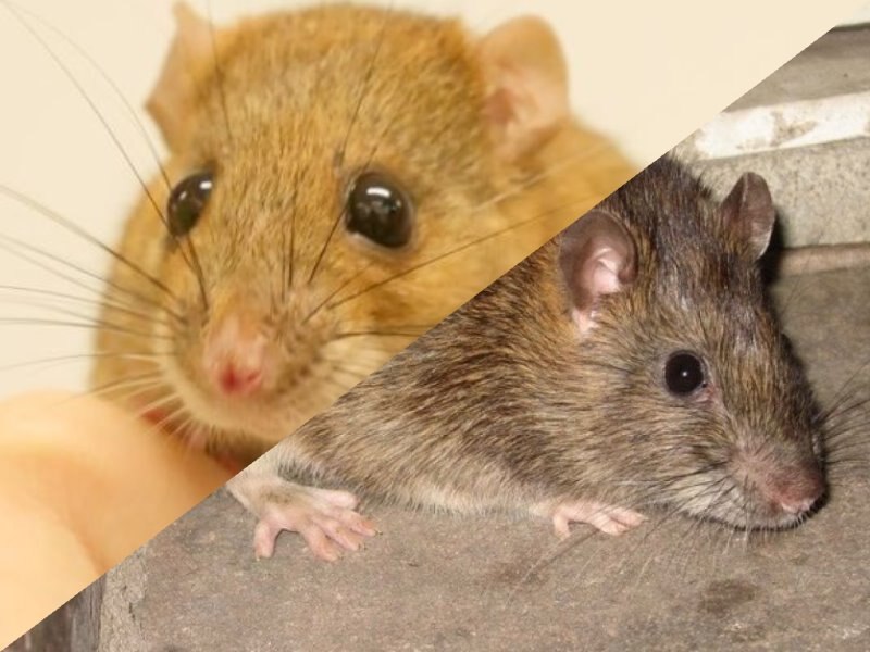 新闻英语 十二生肖 鼠年说 鼠 Mouse Or Rat Abc News