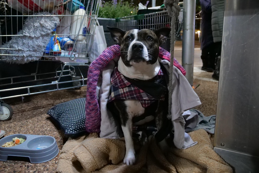 A brown and white staffy sits regally, covered in blankets. Gosford May, 2023 