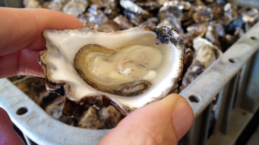 Williamtown oysters pose no food safety risk