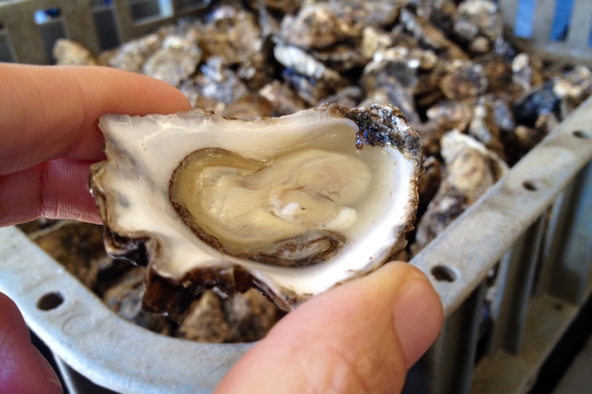 Reporter holds a freshly shucked oyster with a crate of unopened oysters in the background.