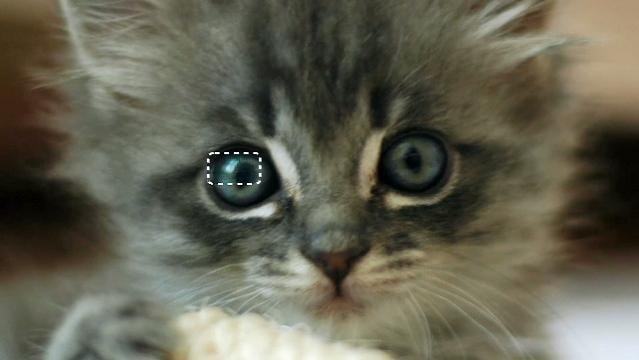 Close-up of a kitten's face, dotted rectangle shape over centre of picture