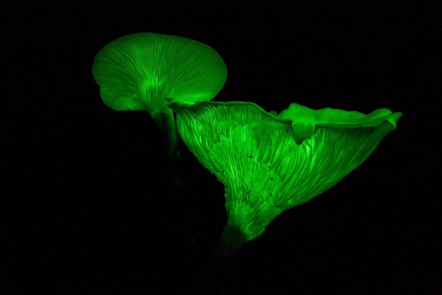 Photographing luminescent fungi