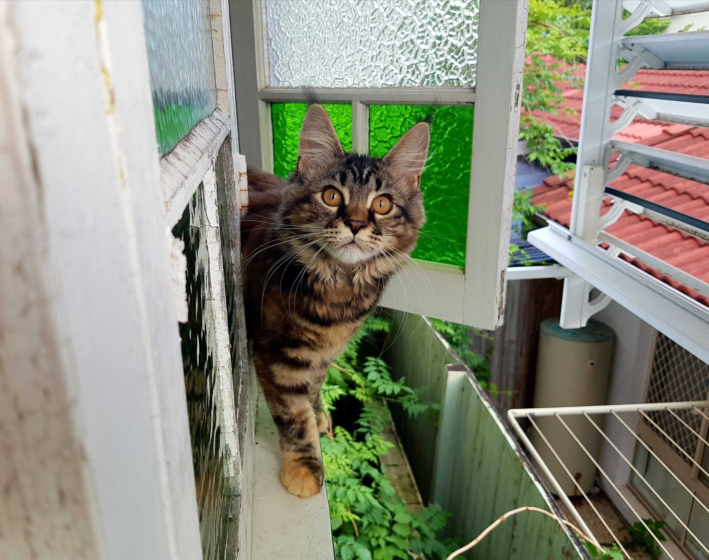 To roam or not to roam Is it time to keep your cat indoors? ABC listen