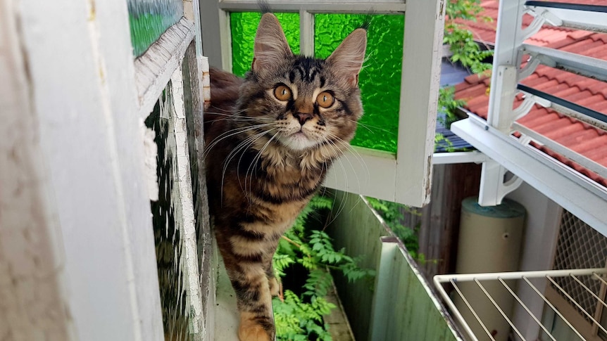 A brown Maine Coon kitten stands on the edge of a window sill. Behind her is a green glass window pane and a lush garden.