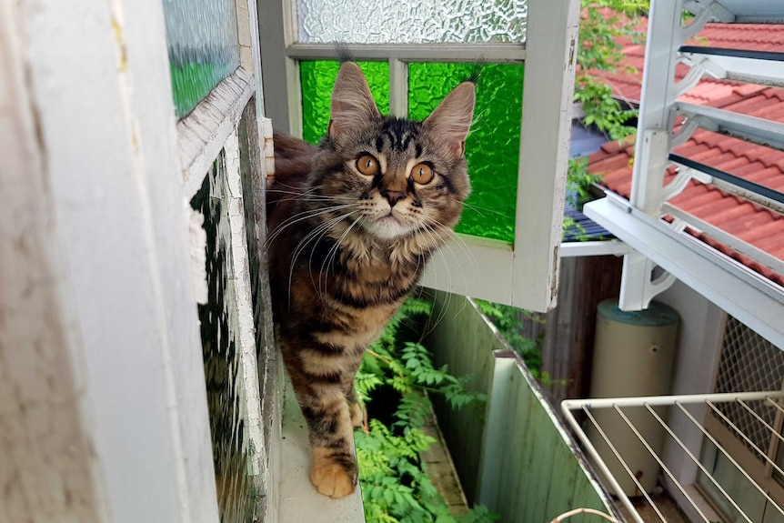 A brown Maine Coon kitten stands on the edge of a window sill. Behind her is a green glass window pane and a lush garden.