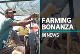 Wet weather helps farm sector to $90b record