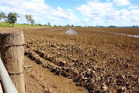 A paddock covered in silt and mud immediately after Cyclone Marcia.