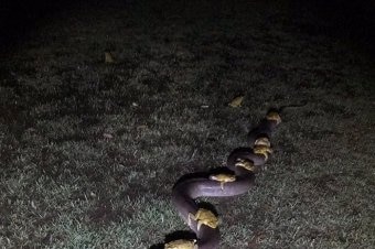 Katak tebu menumpang di ular piton