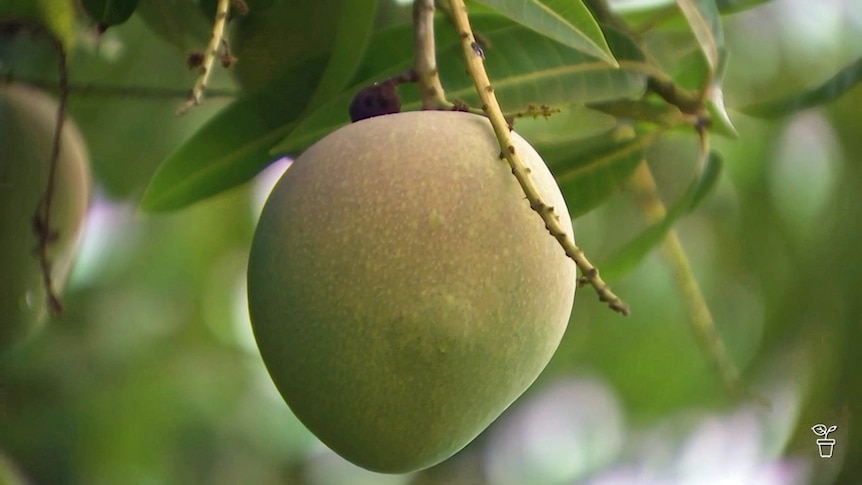 A mango growing on a tree.