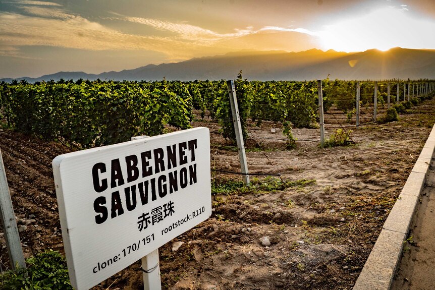 Cabernet Sauvignon vines in China