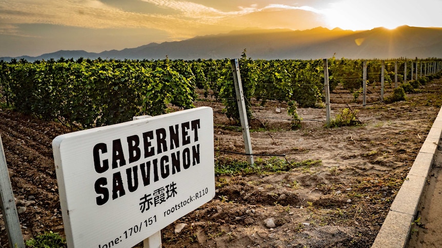 Cabernet Sauvignon vines in China