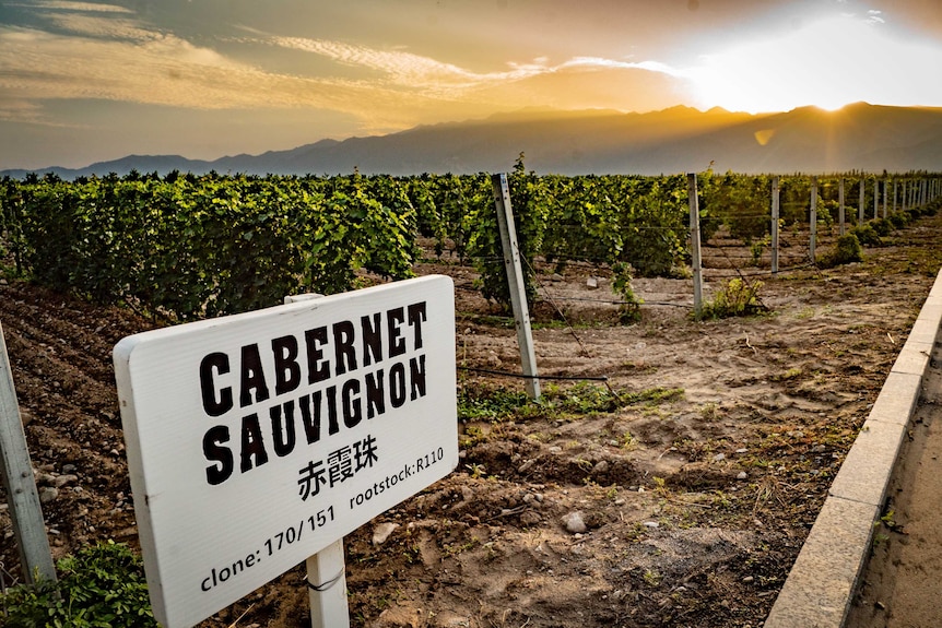 Cabernet Sauvignon vines in China