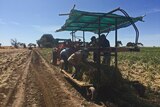 Foreign workers on a modified carrot harvester harvesting garlic.