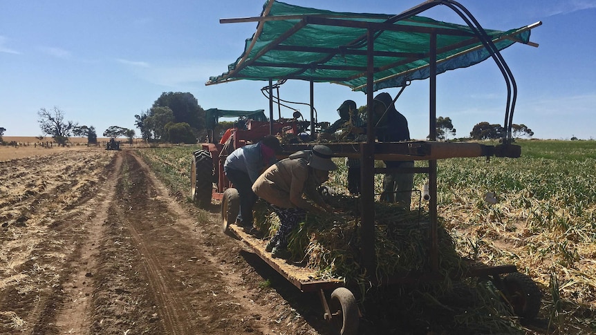 Workers on farm machinery in a field.