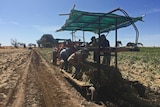 Foreign workers on a modified carrot harvester harvesting garlic.