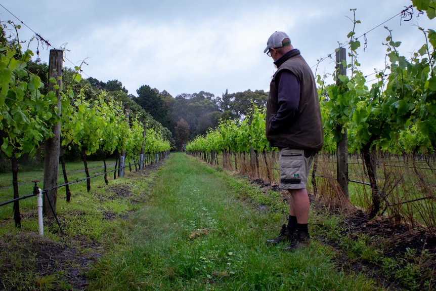 A man looking down the middle of two grape rows