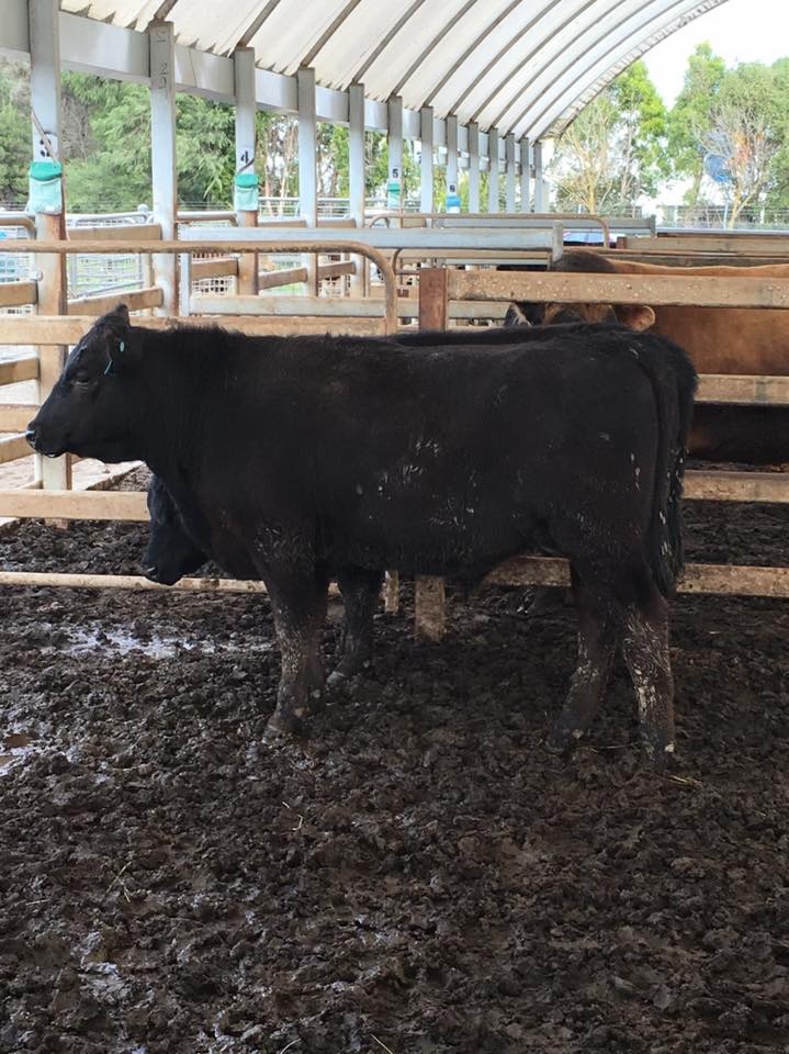 Cattle stand in a yard after being rescued from floodwater