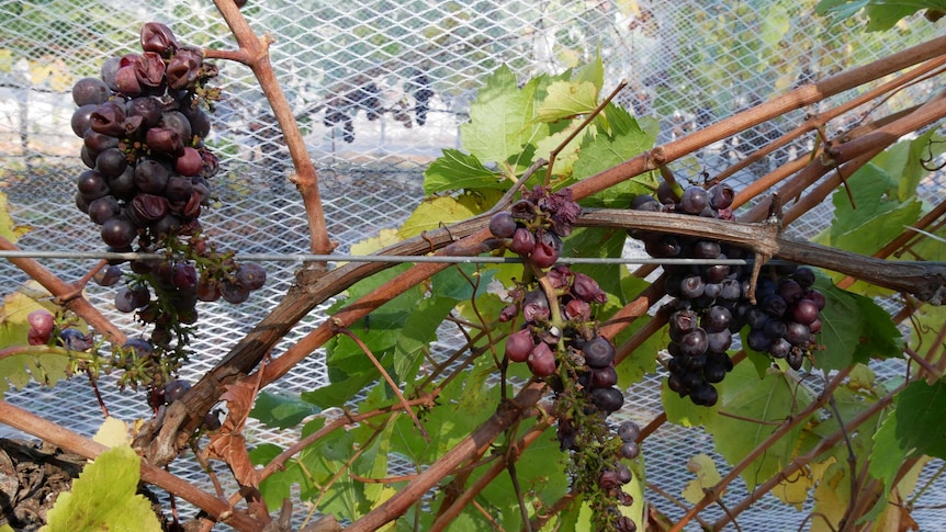 Smoke taint grapes on a vine