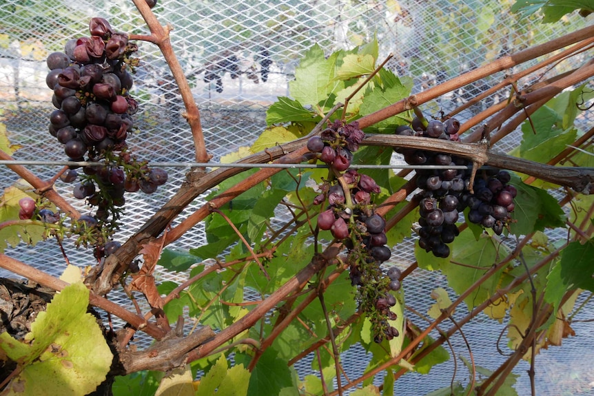Smoke taint grapes on a vine