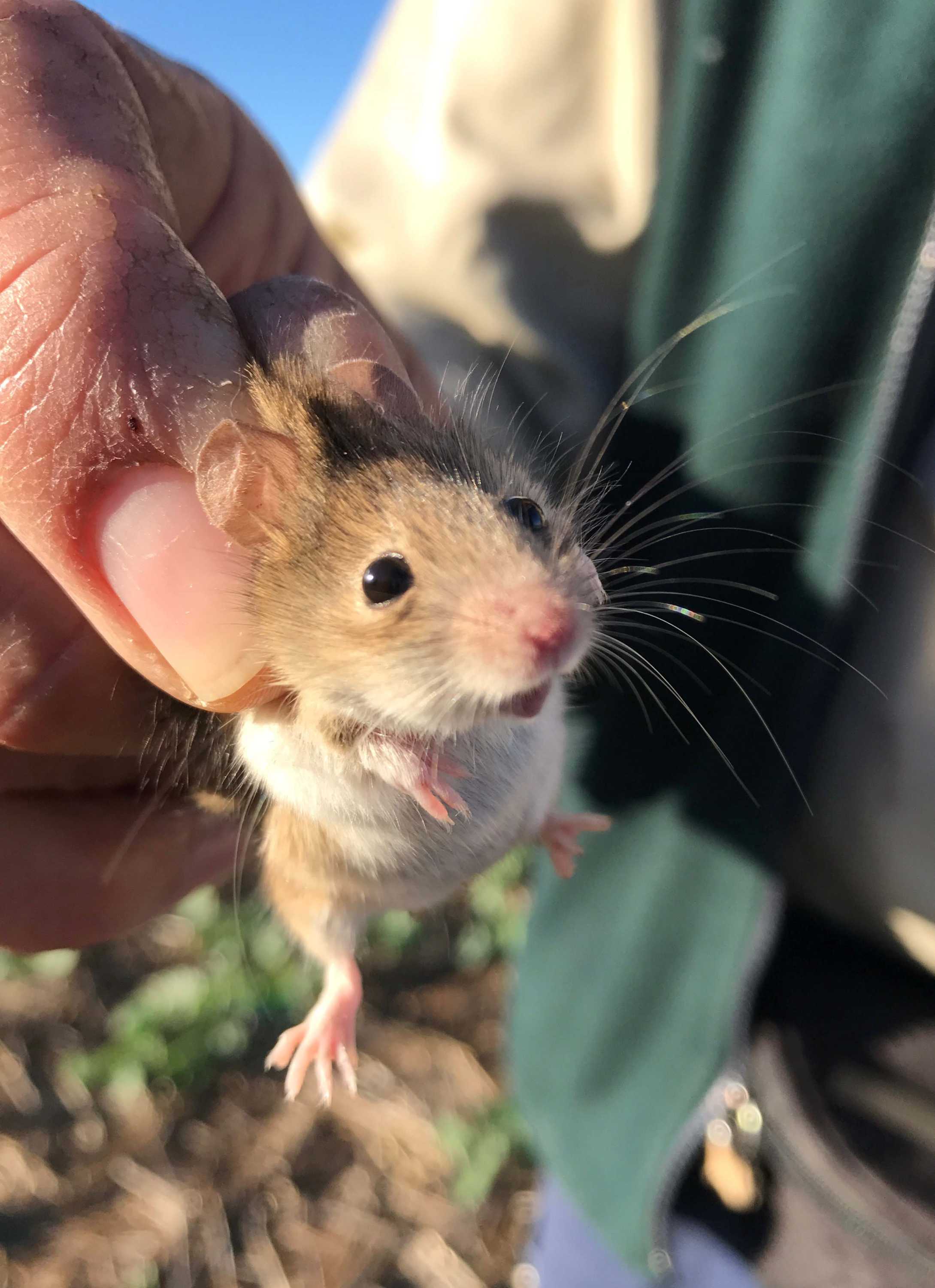 Girl Eating Live Mouse