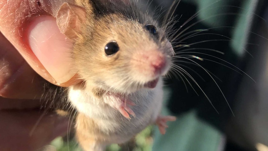 A mouse caught in a paddock