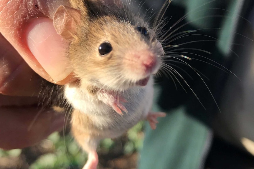 A mouse caught in a paddock