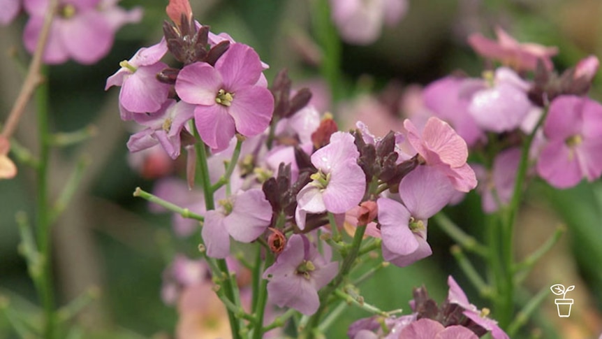 Pink-flowers growing on outdoor plant