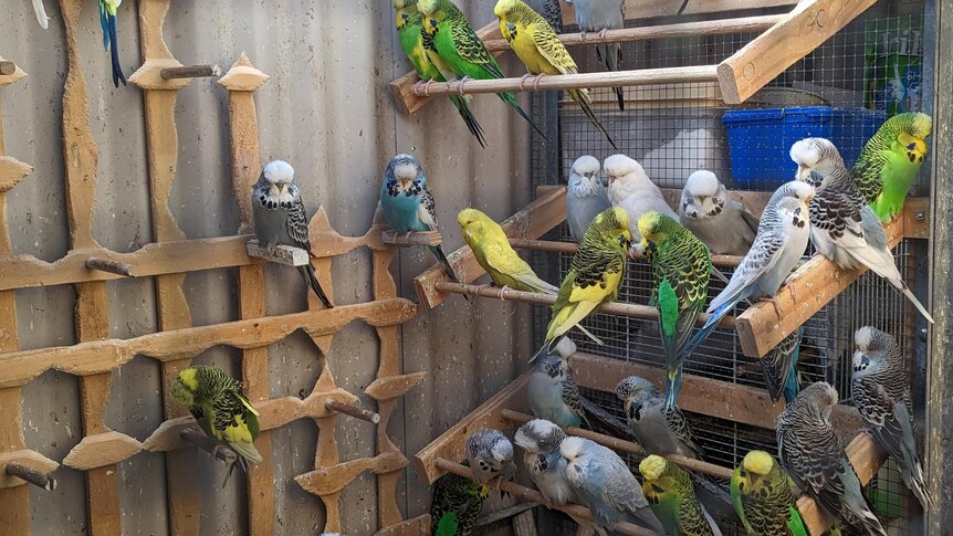 A picture of a group of budgies of various colours perched in an aviary. 