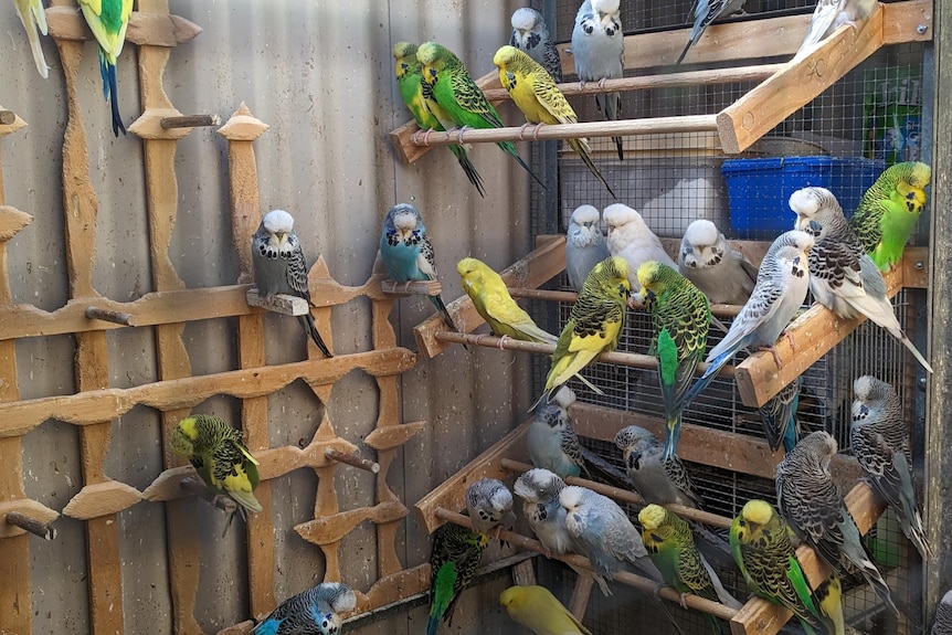 A picture of a group of budgies of various colours perched in an aviary. 