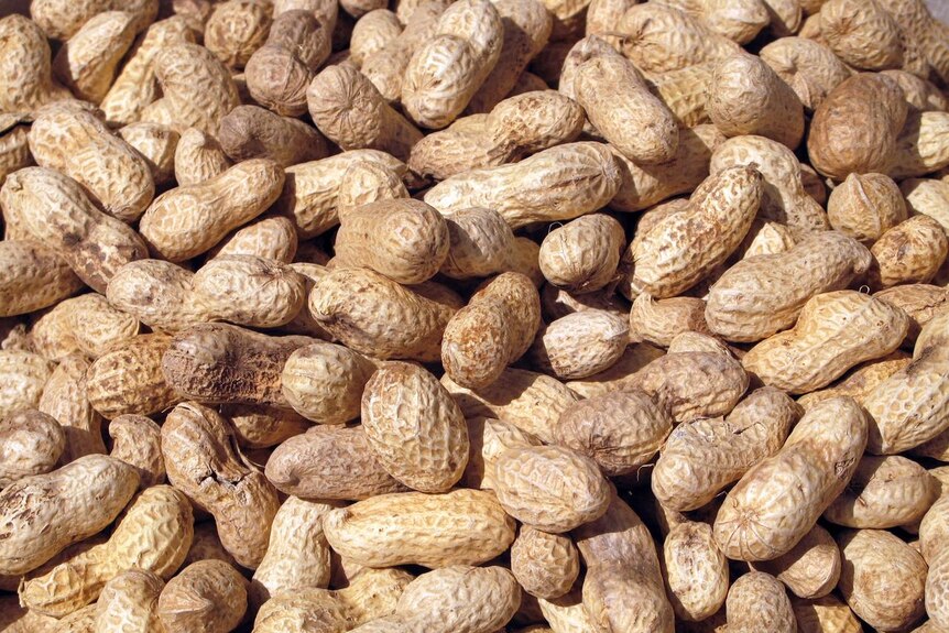 A bunch of unshelled peanuts.