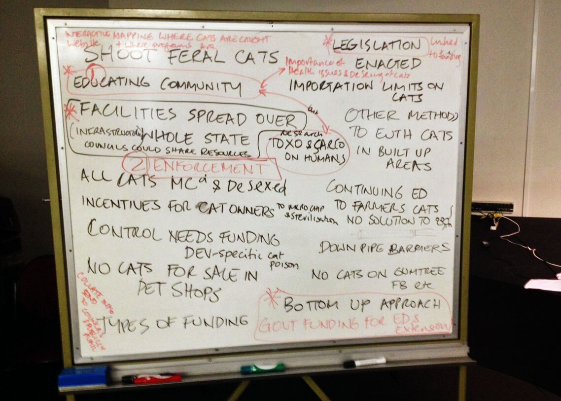 Momentum builds for better control of feral cats ABC News