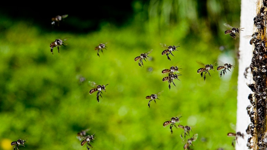 Tetragonula carbonaria worker bees fly towards a nest. 