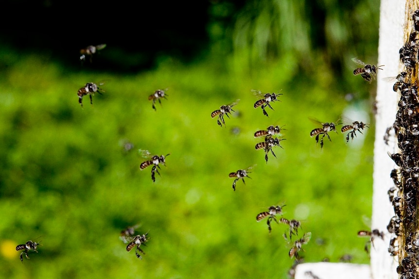 Worker bees fly towards a nest. 