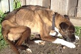 Staffordshire bull terrier cross Ripper near death