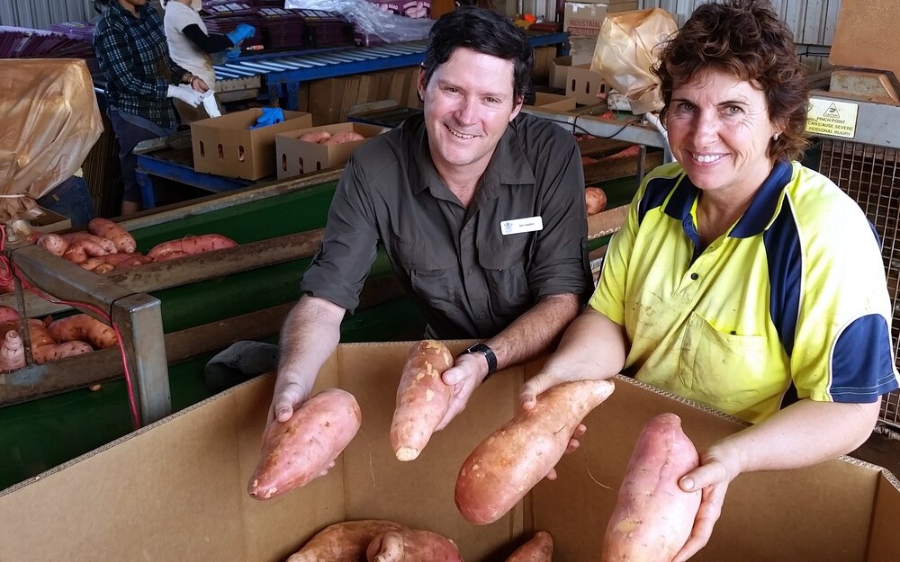 Trial uses mapping technology to dig up better yields for vegetable ...