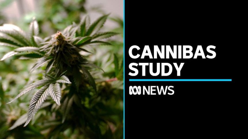 Canberra's backyard pot growers take part in study – ABC News