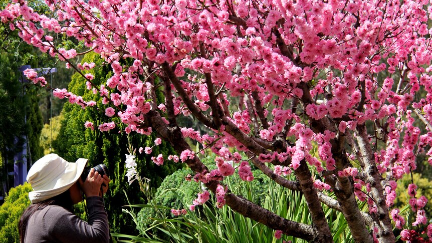 A woman photographs a cherry blossom tree at the Reserve Grand Champion garden.