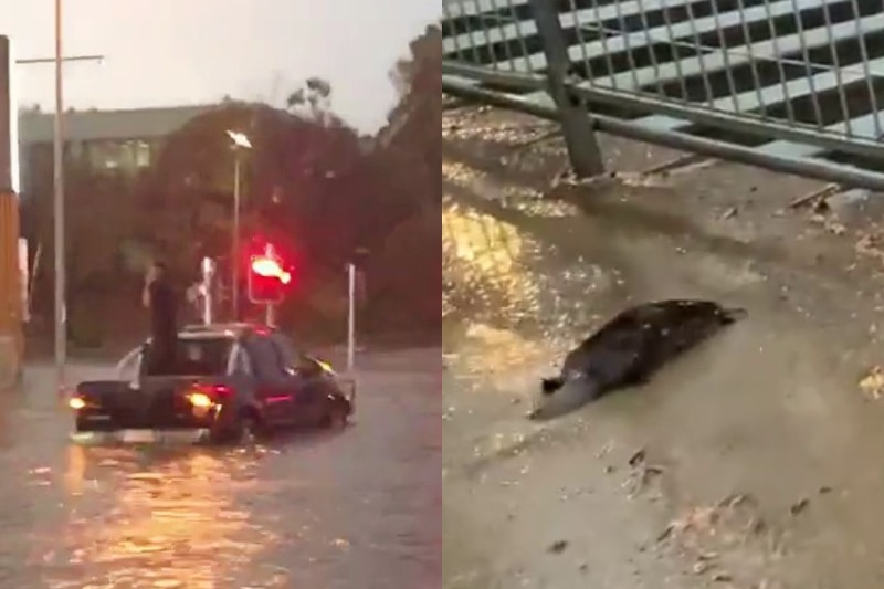 A composite image of a partly submerged car and platypus.