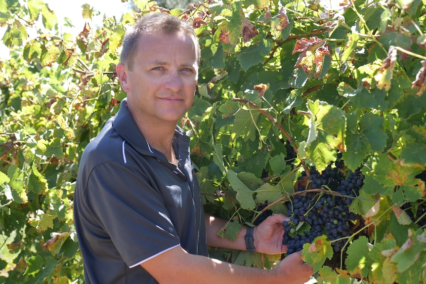 Man in blue shirt stands in vineyard .
