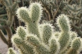 Jumping cholla cactus at Tucson, Arizona.