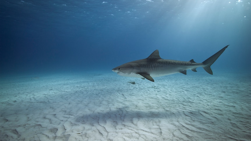 A lone tiger shark.