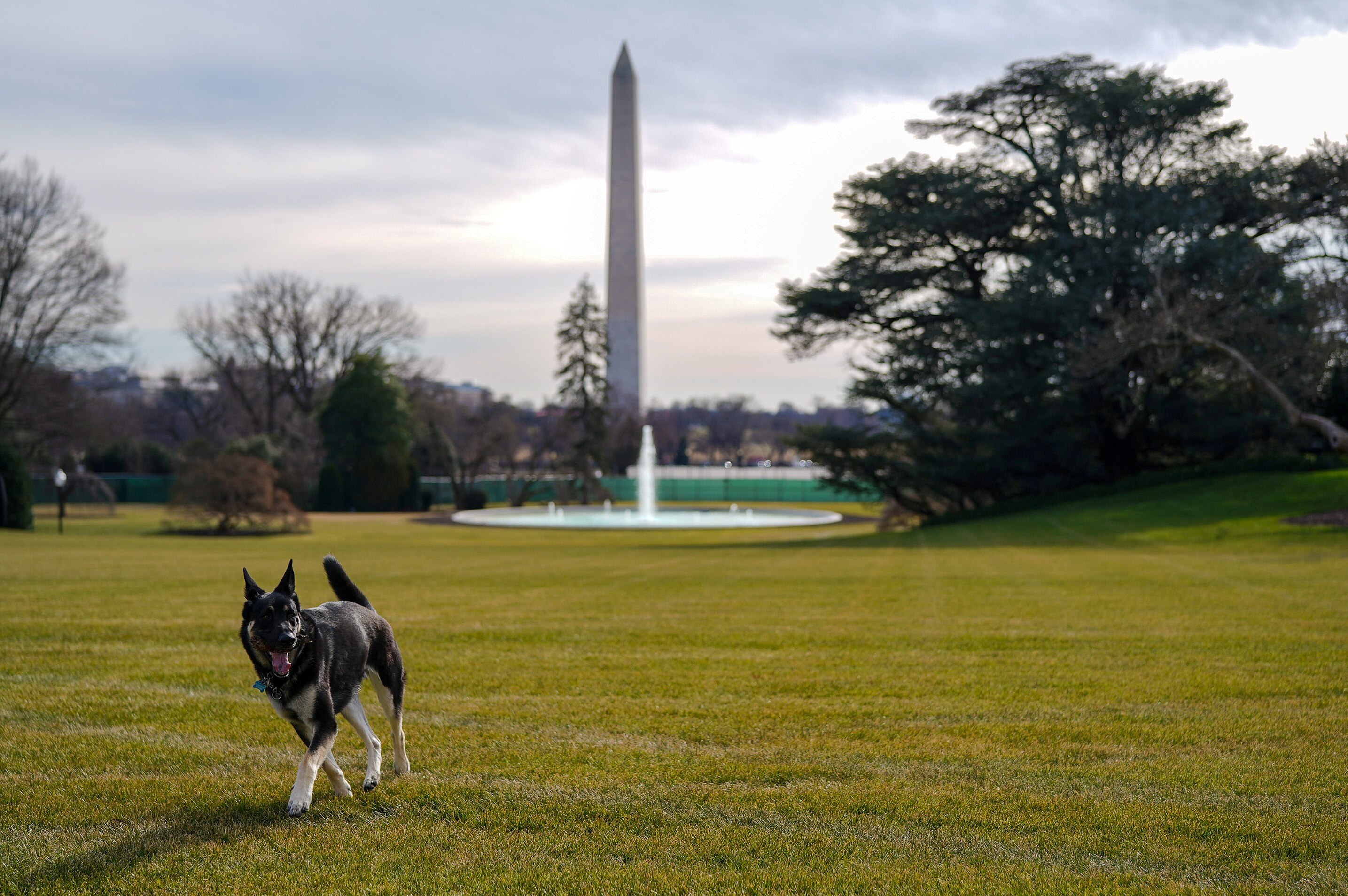 Joe Biden's dog Major at the White House